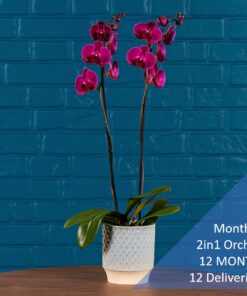 Monthly 2in1 Orchid 12 MONTHS 12 Deliveries