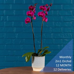 Monthly 2in1 Orchid 12 MONTHS 12 Deliveries