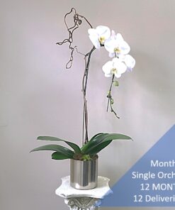 Monthly Single Orchid 12 MONTHS 12 Deliveries