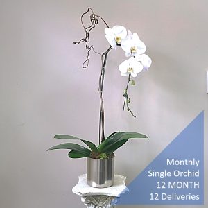 Monthly Single Orchid 12 MONTHS 12 Deliveries