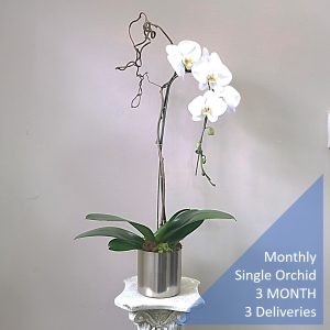 Monthly Single Orchid 3 MONTHS 3 Deliveries