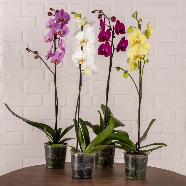 Weekly orchid subscription delivery Singapore