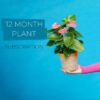 best plant rental subscription 12 Months Singapore