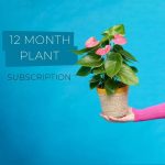 best plant rental subscription 12 Months Singapore