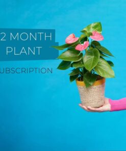 best plant rental subscription 12 Months Singapore