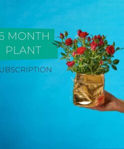 best plant rental subscription 6 Months Singapore