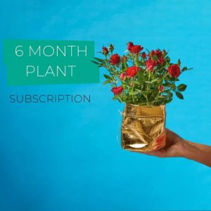 best plant rental subscription 6 Months Singapore