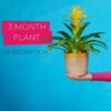 best plant rental subscription 3 Months Singapore