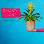 best plant rental subscription 3 Months Singapore