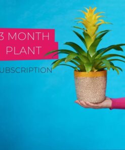 best plant rental subscription 3 Months Singapore