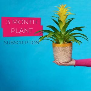 best plant rental subscription 3 Months Singapore