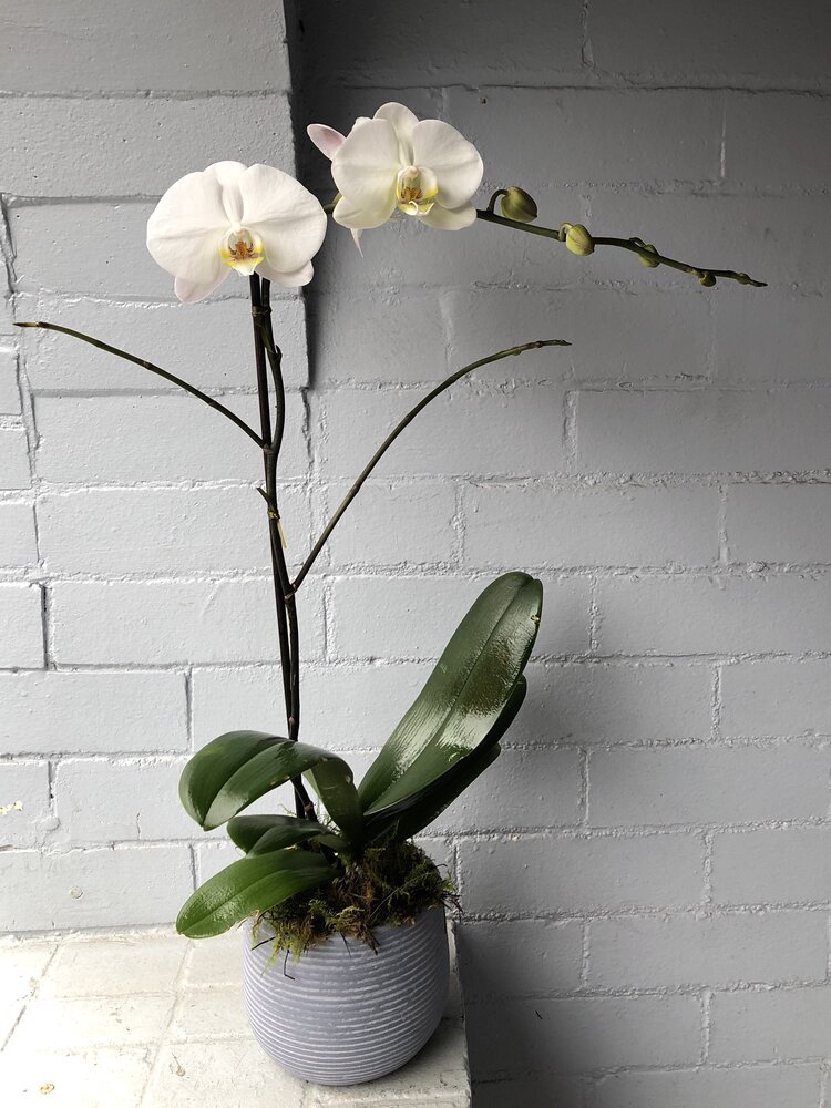 monthly single orchid delivery