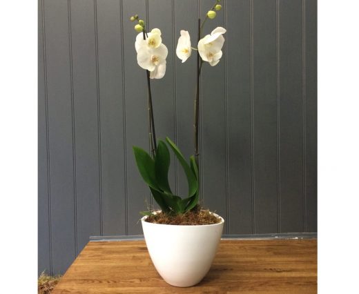 orchid plant rental subscription delivery singapore (1)
