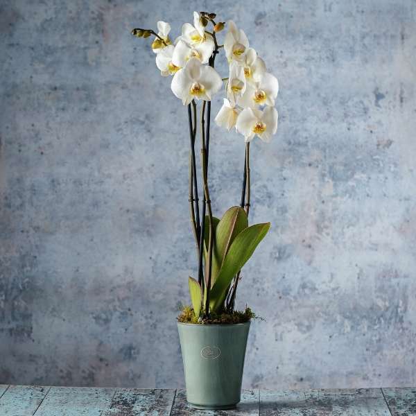 orchid plant rental subscription delivery singapore (3)