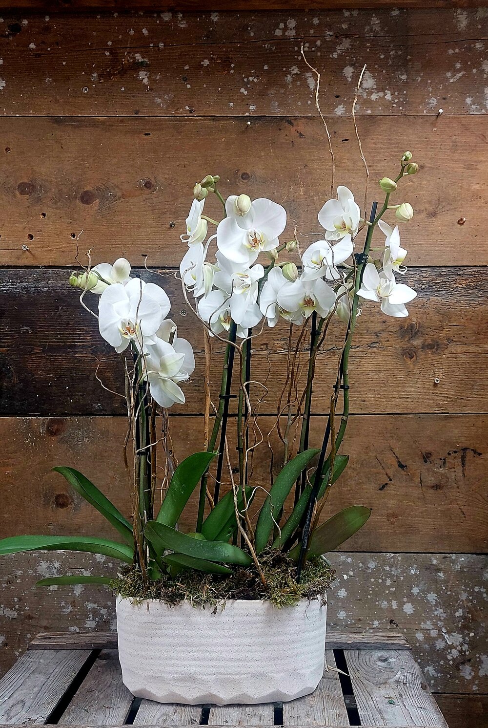 orchid plant rental subscription delivery singapore (4)