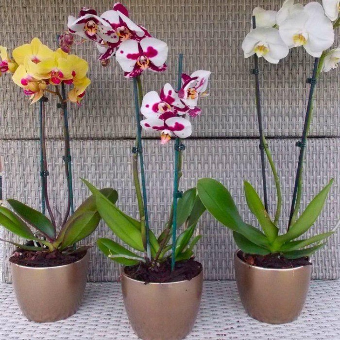 orchid plant rental subscription delivery singapore (5)