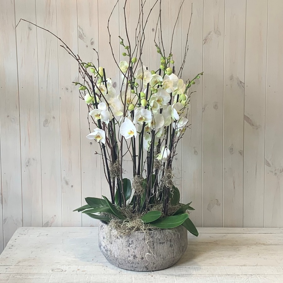 orchid plant rental subscription delivery singapore (6)