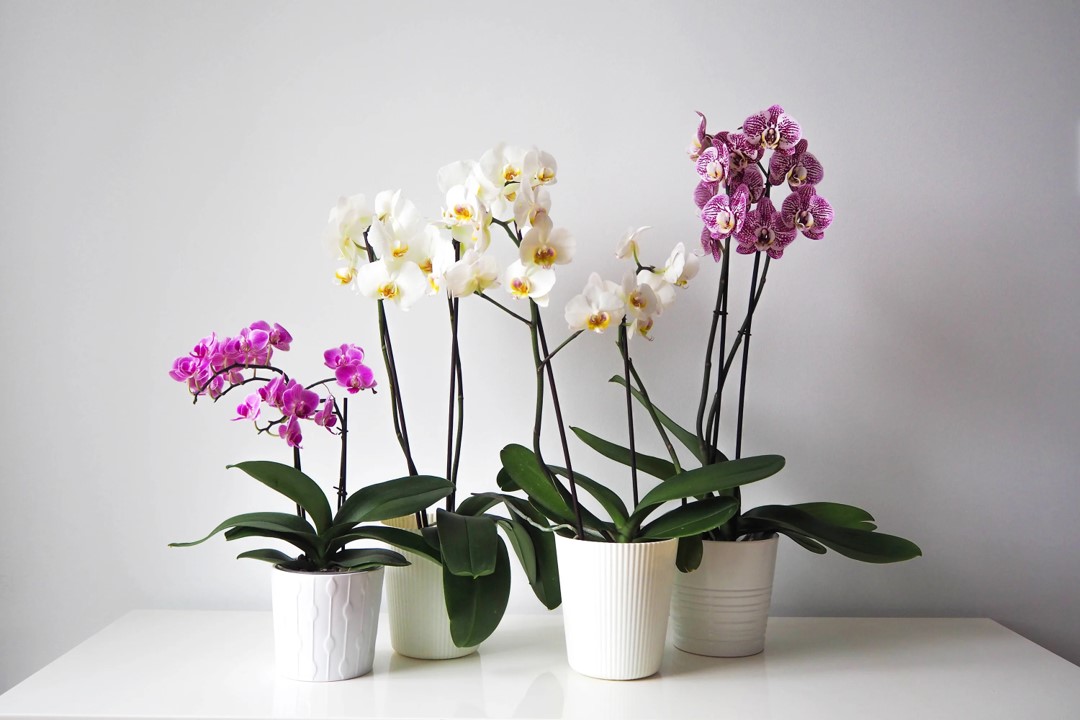 orchid plant rental subscription delivery singapore (7)