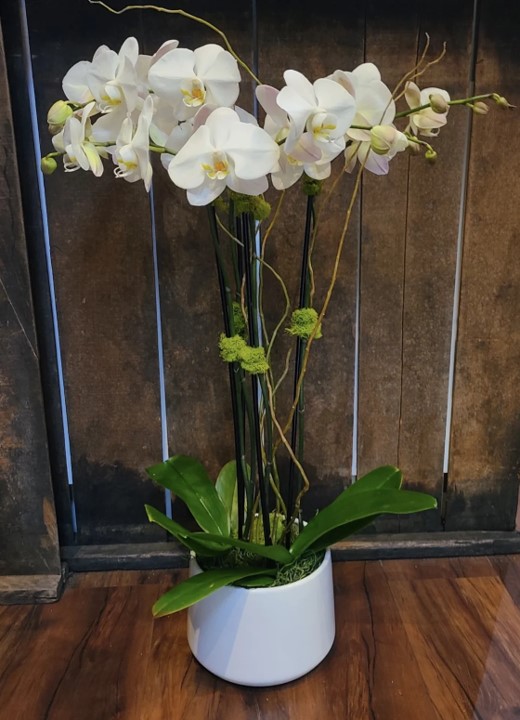 orchid plant rental subscription delivery singapore (9)