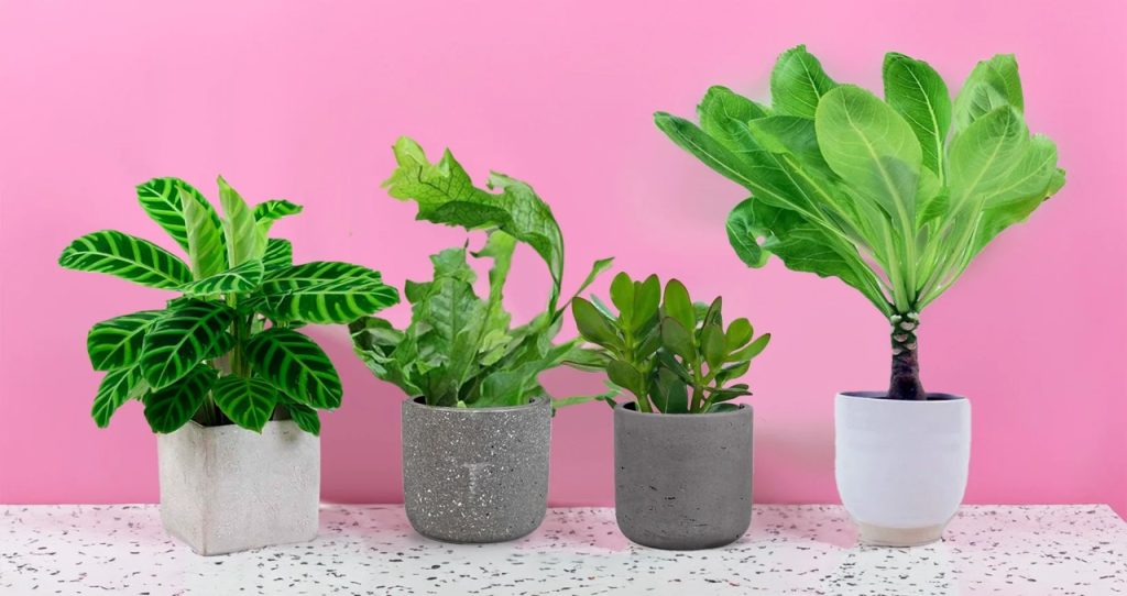 plant rental subscription delivery singapore