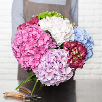 bi weekly Flower Subscription singapore