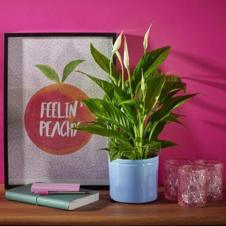 indoor plant peace lily subscription