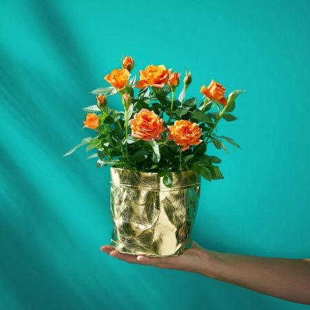 rose plant subscription rental singapore