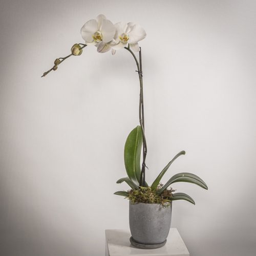 single stem orchid rental Singapore